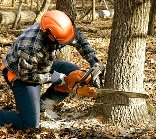 Tree Removal in Buckhorn, KY